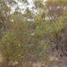 Acacia dodonaeifolia - Photo (c) Wayne Martin, vissa rättigheter förbehållna (CC BY-NC), uppladdad av Wayne Martin
