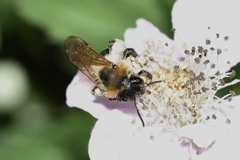 Andrena nitida