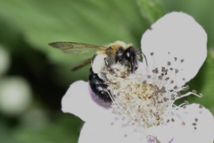 Andrena nitida