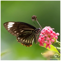 Papilio clytia palephates
