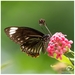 Papilio clytia palephates - Photo (c) Adrian Constantino, some rights reserved (CC BY-NC), uploaded by Adrian Constantino
