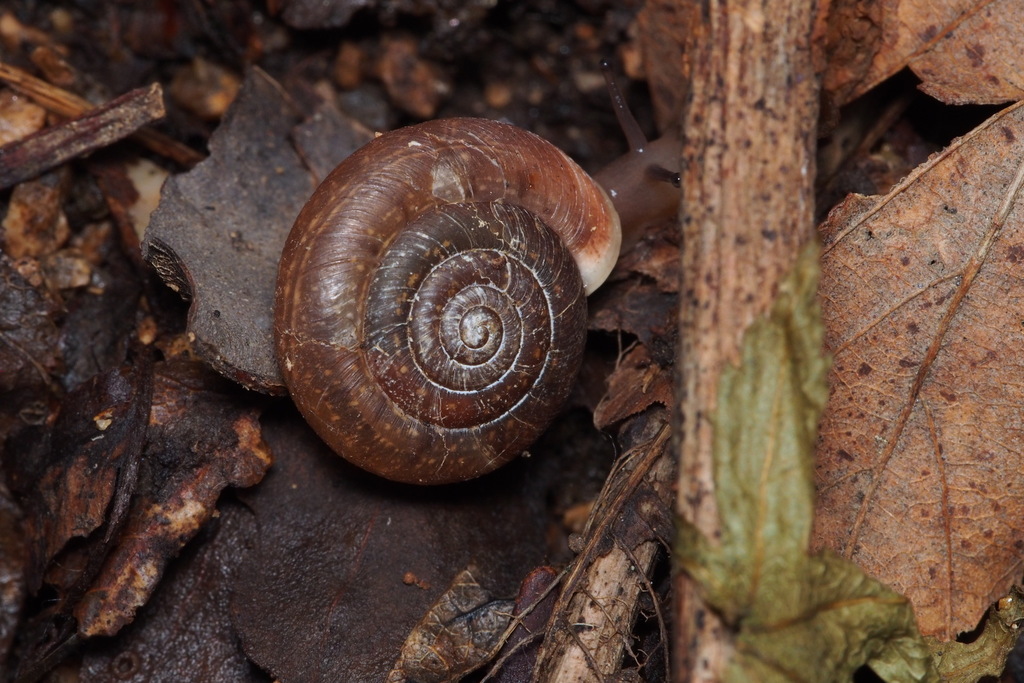 Aegista kobensis