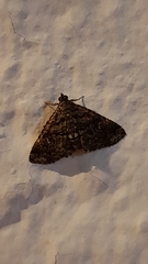 Lepidoptera