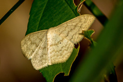 Scopula actuaria