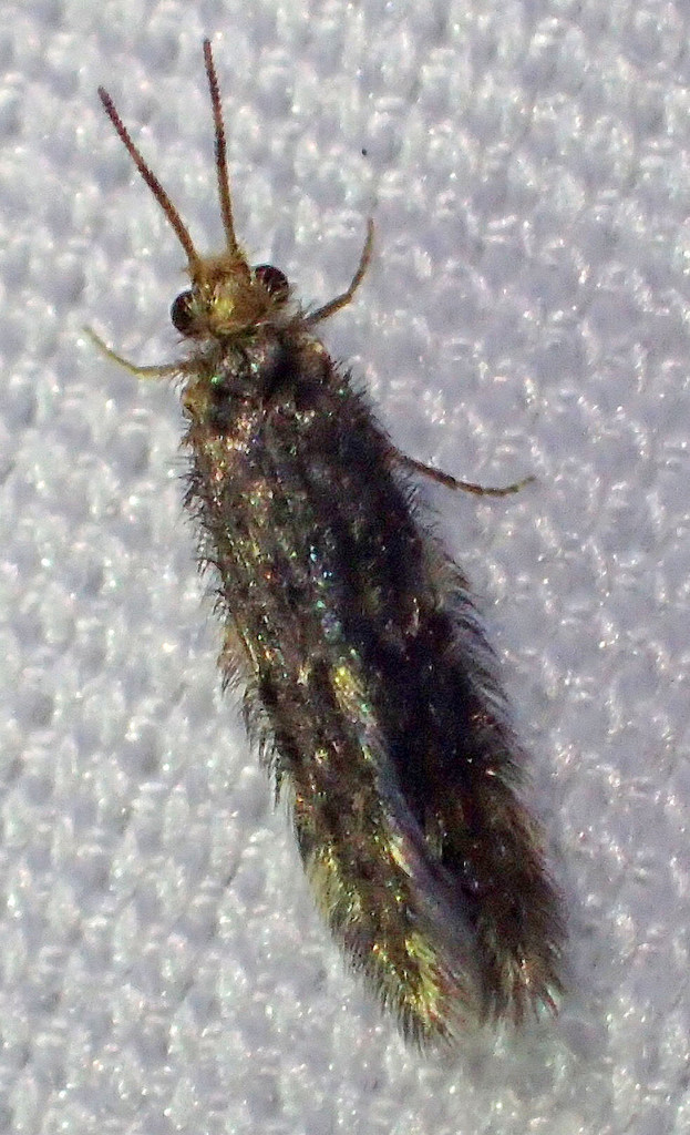 Hydroptila arctia