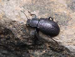 Heterotarsus pustulifer