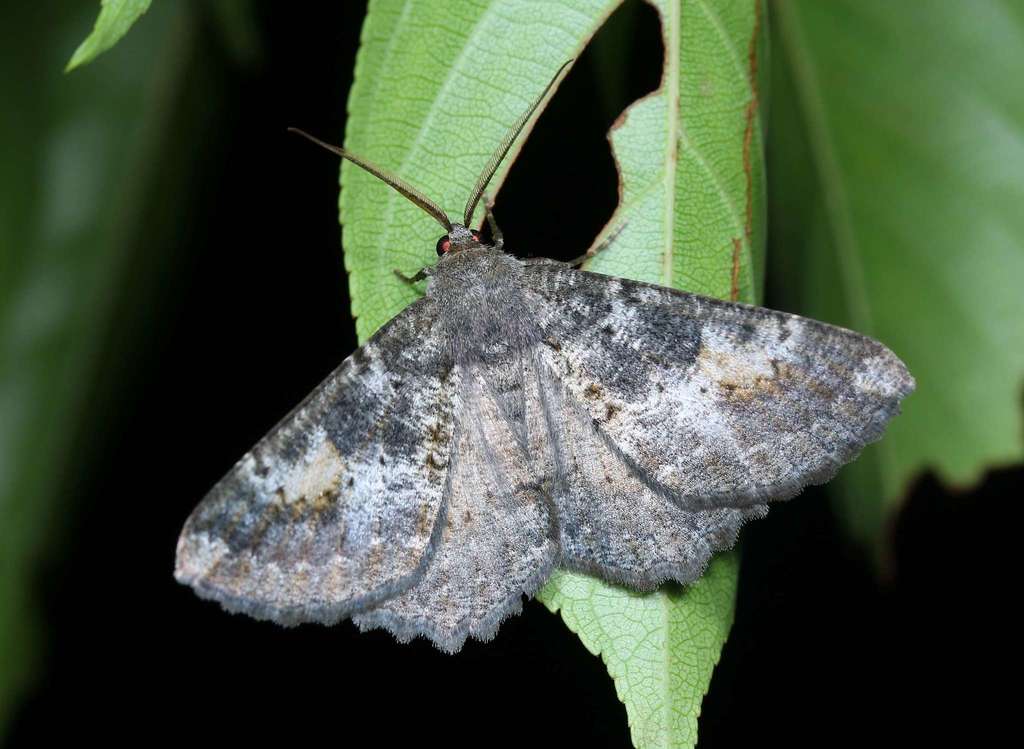 Ctenognophos obtectaria