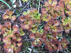 Drosera aberrans