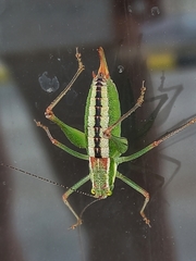 Poecilimon macedonicus