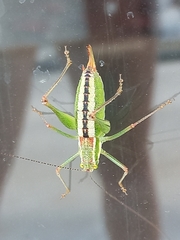 Poecilimon macedonicus