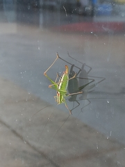 Poecilimon macedonicus