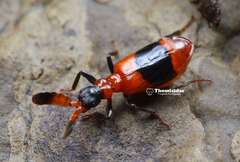 Ceratoderus