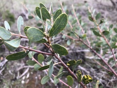 Acacia brachybotrya