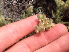 Spergularia macrotheca macrotheca