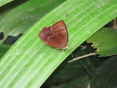 Abisara saturata kausambioides