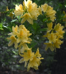 Rhododendron luteum