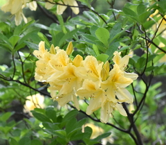 Rhododendron luteum