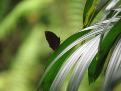Elymnias hypermnestra beatrice