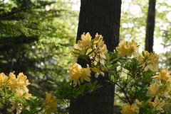 Rhododendron luteum