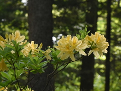 Rhododendron luteum