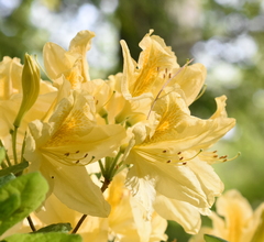 Rhododendron luteum