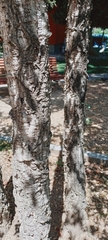 Quercus suber