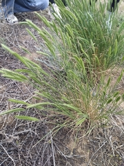 Agropyron desertorum