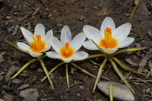 Crocus sieberi