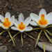 Sieber's Crocus - Photo (c) Nick Turland, some rights reserved (CC BY-NC-ND)