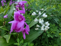 Bletilla