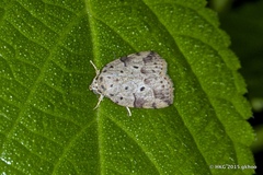 Giaura multipunctata