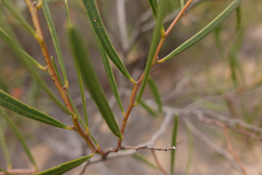 Acacia dodonaeifolia