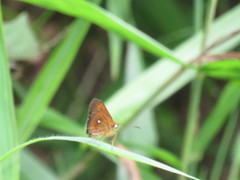 Iambrix salsala salsala