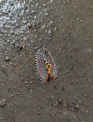 Cerace xanthocosma