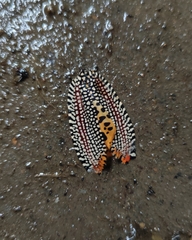 Cerace xanthocosma