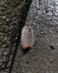 Cerace xanthocosma