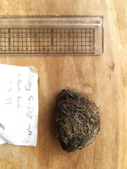 Collocalia esculenta