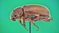 Adoretus formosanus