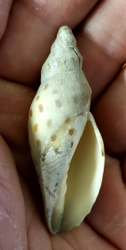 Dohrn's Volute (Scaphella dohrni) · iNaturalist