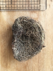 Collocalia esculenta