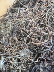 Collocalia esculenta