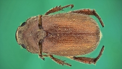 Adoretus formosanus