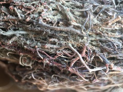 Collocalia esculenta