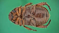 Adoretus formosanus