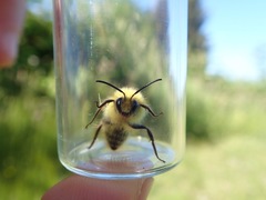 Bombus mixtus