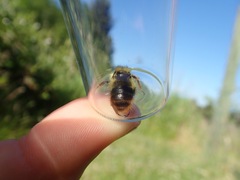 Bombus mixtus