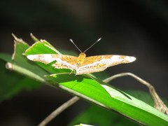 Lebadea martha parkeri