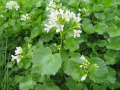 Cardamine asarifolia