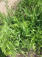 Vigna angularis nipponensis