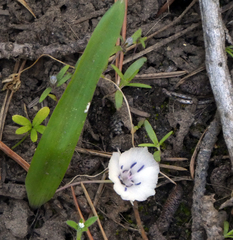 Calochortus minimus